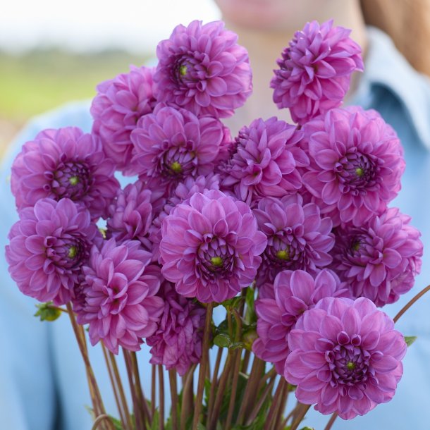 Dahlia Gipsy Lady