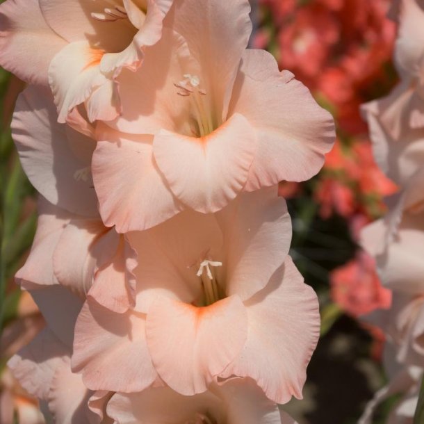 Gladiolus Rigoletto