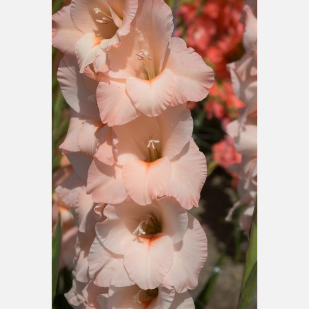 Gladiolus Rigoletto