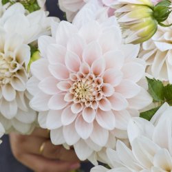 Dahlia Glossy Carlita