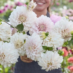 Dahlia Glossy Carlita