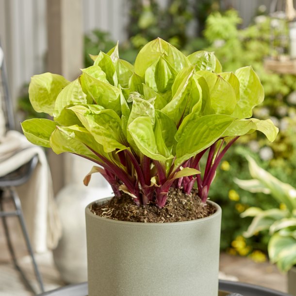 Hosta Lemon Snap