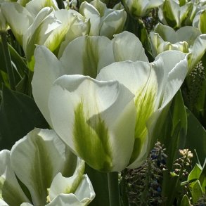Tulipan Green Day 5 l�g