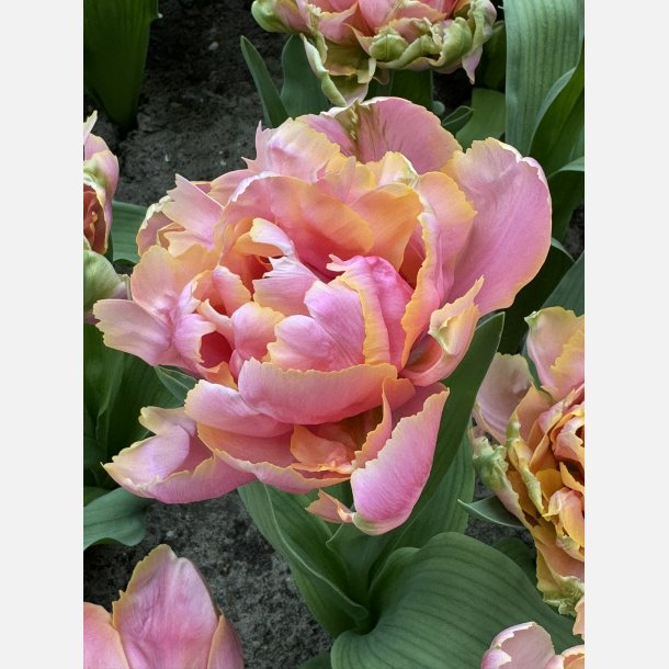 Tulipan Pink Star 8 lg