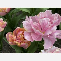Tulipan Pink Star 8 lg