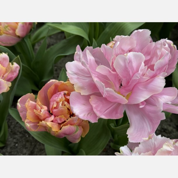Tulipan Pink Star 8 lg