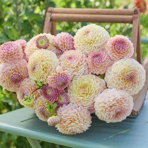 Dahlia La Corbiere