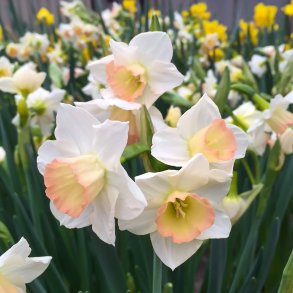 Narcis Cosmopolitan 5 lg