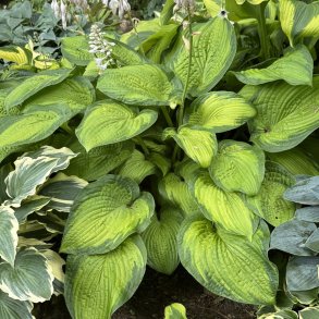 Hosta Rainforest Sunrise