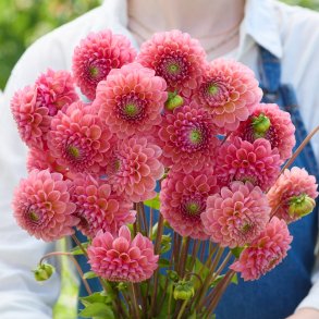 Dahlia Raspberry Baby