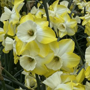 Narcis Regeneration 5 l�g