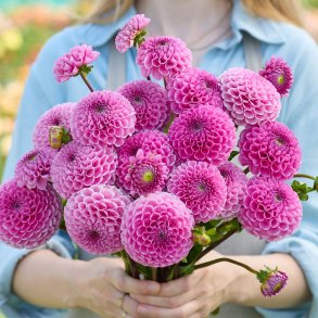 Dahlia Sir Richard