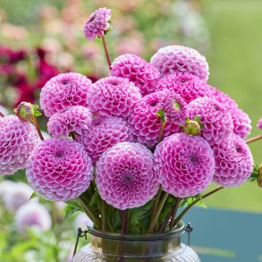 Dahlia Sir Richard USA