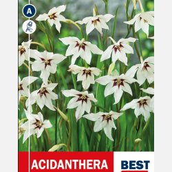 Acidanthera 