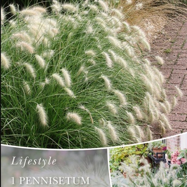 Lampepudsergr�s Alopecuroides