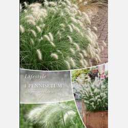 Lampepudsergr�s Alopecuroides