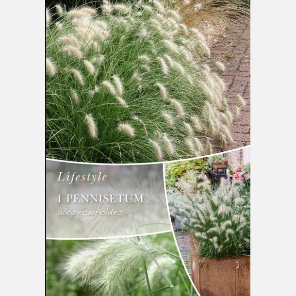 Lampepudsergr�s Alopecuroides