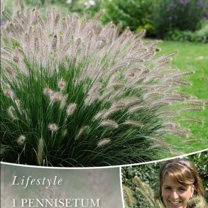 Lampepudsergr�s Hameln