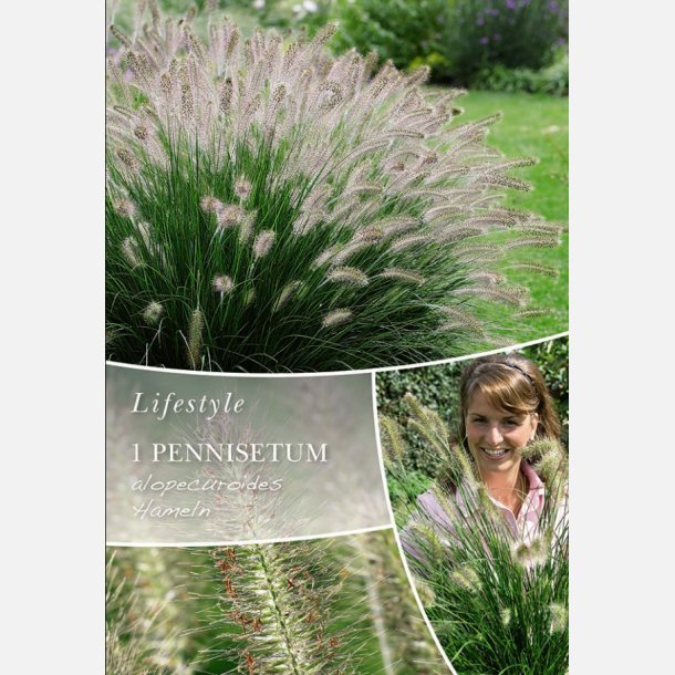 Lampepudsergr�s Hameln