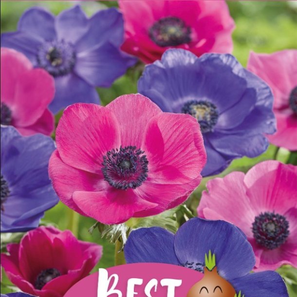 Franske Anemoner Mystic Nightfall