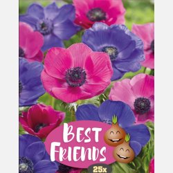 Franske Anemoner Mystic Nightfall