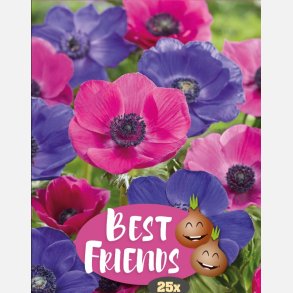 Franske Anemoner Mystic Nightfall