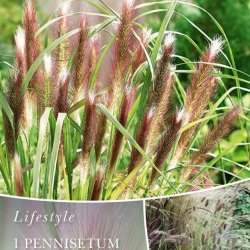 Lampepudsergr�s Red Head