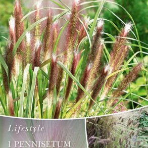 Lampepudsergr�s Red Head