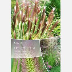 Lampepudsergr�s Red Head