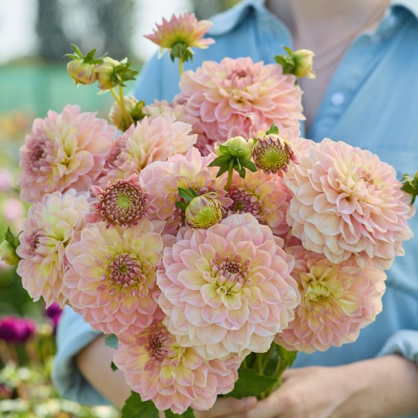 Dahlia Staburadze