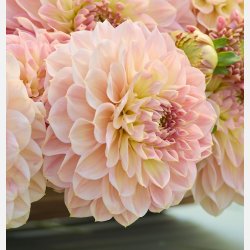 Dahlia Staburadze