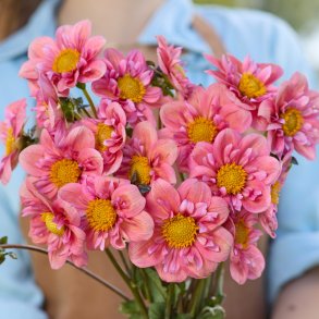 Dahlia Strawberry Bonbon