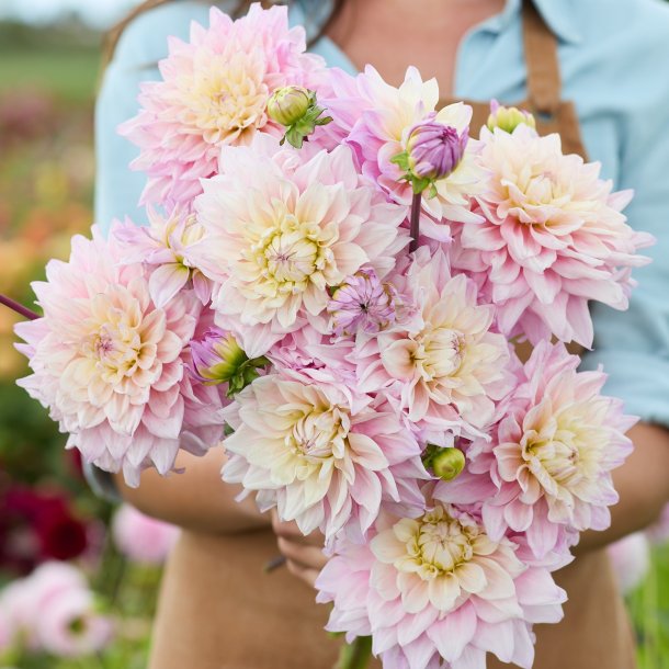 Dahlia Sweet September