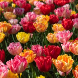 Tulipan Mix Foxtrot Dance 50 lg