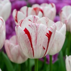 Tulipan One Direktion 5 lg