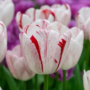 Tulipan One Direktion 5 lg