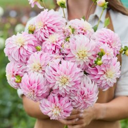 Dahlia Verrones DF
