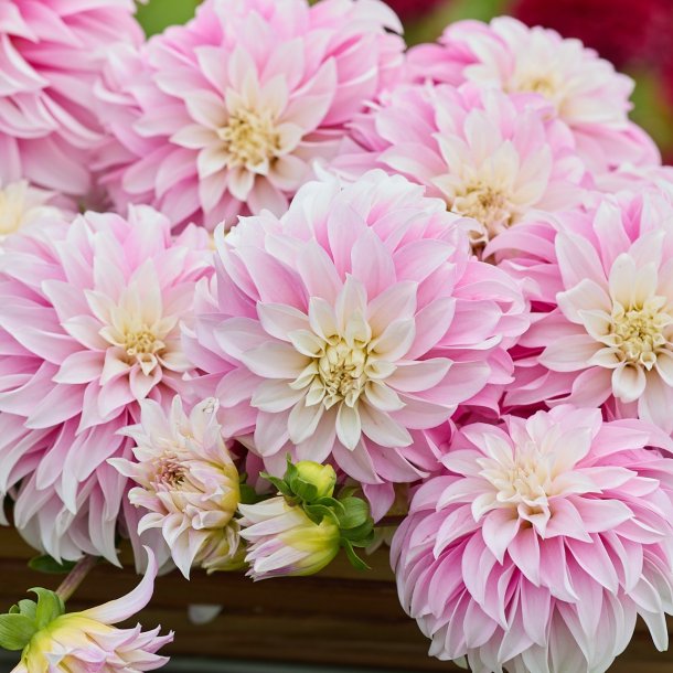 Dahlia Verrones DF
