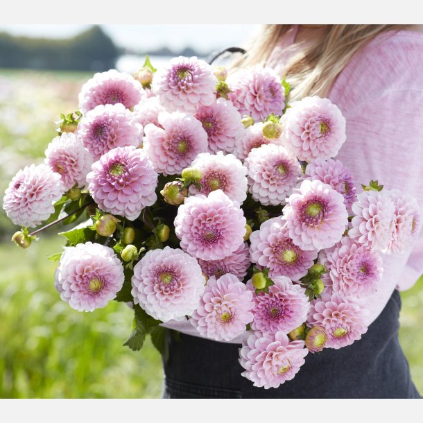 Dahlia Wizard of Oz