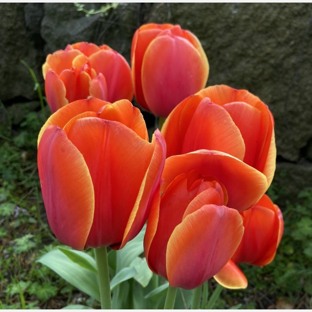 Tulipan Ad Rem 8 l�g