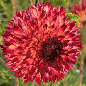 Dahlia Aiyana med frynsede blomster i abrikos, orange og rosa med m�rker�de spidser