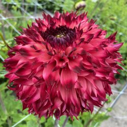 Dahlia Aiyana med frynsede blomster i abrikos, orange og rosa med m�rker�de spidser