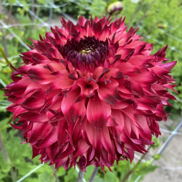 Dahlia Aiyana med frynsede blomster i abrikos, orange og rosa med m�rker�de spidser