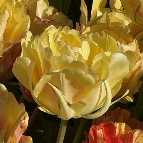 Tulipan Akebono 5 l�g