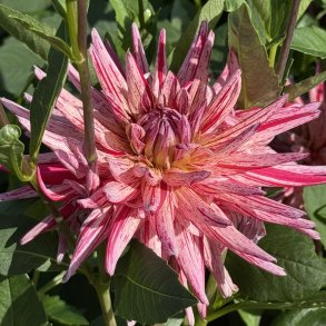 N�rbillede af Dahlia Alain Mimoun med smalle, spidse kronblade i rosa og lakser�d