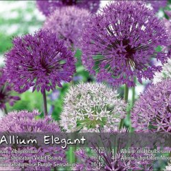 Allium Elegant Mix 18 l�g