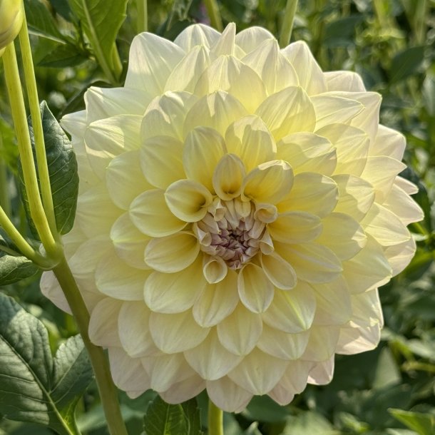 Dahlia Alloway Cottage 
