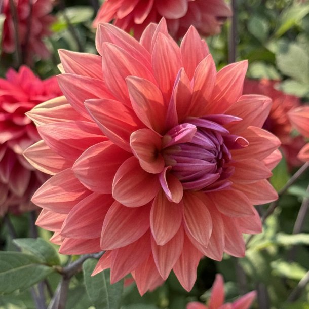 Dahlia American Dawn