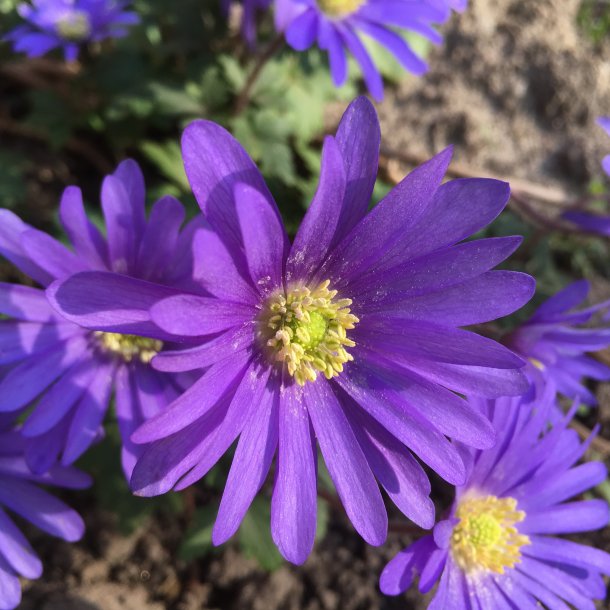 Anemone Blue Blanda Shades 20 l�g