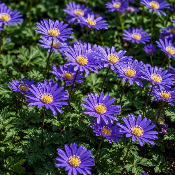 Anemone Blue Blanda Shades 20 l�g